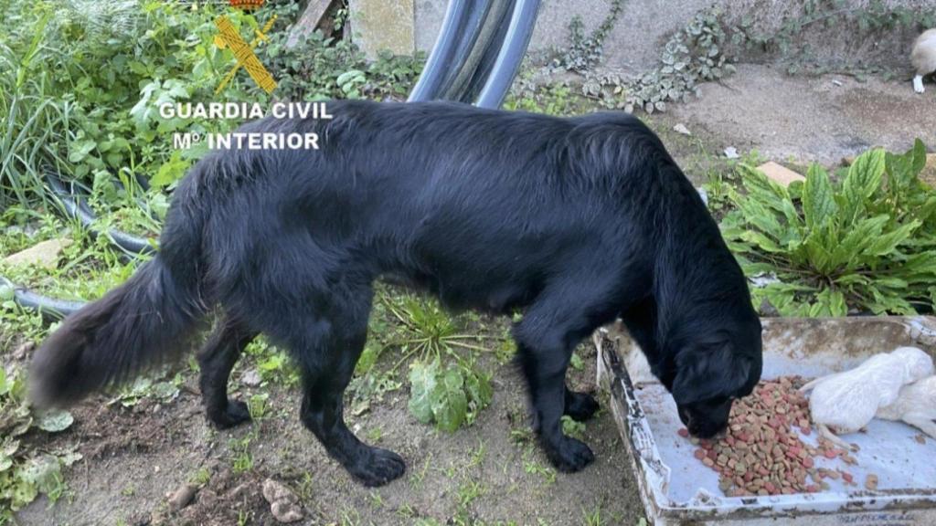 Investigan a una vecina de Gondomar (Pontevedra) tras aparecer diez cachorros ahogados en un río