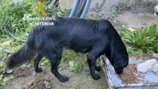 Investigan a una vecina de Gondomar (Pontevedra) tras aparecer diez cachorros ahogados en un río