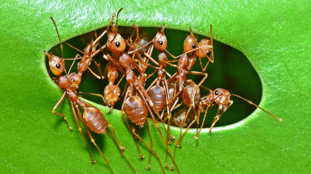 Un grupo de hormigas alimentándose.