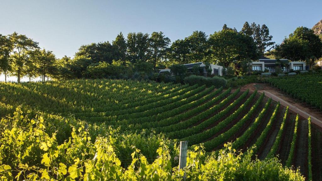 Los viñedos de Delaire Graff Estate.