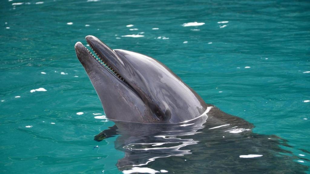 La República de Palaos.