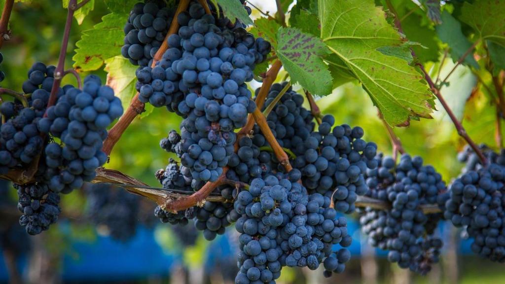 Uva para vino tinto.