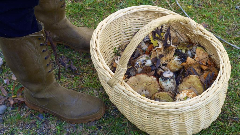 Una persona recogiendo setas