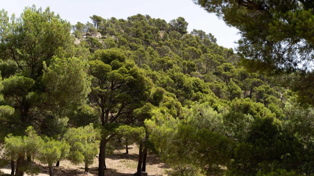 Paisaje protegido de la sierra del Maigmó.