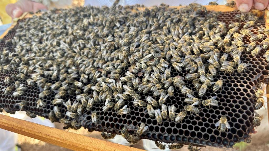 Las abejas de Son Bunyola a pleno rendimiento.