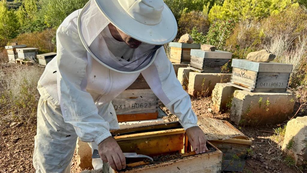 Martí Mascaró sacando un panal de una de las colmenas de Son Bunyola.
