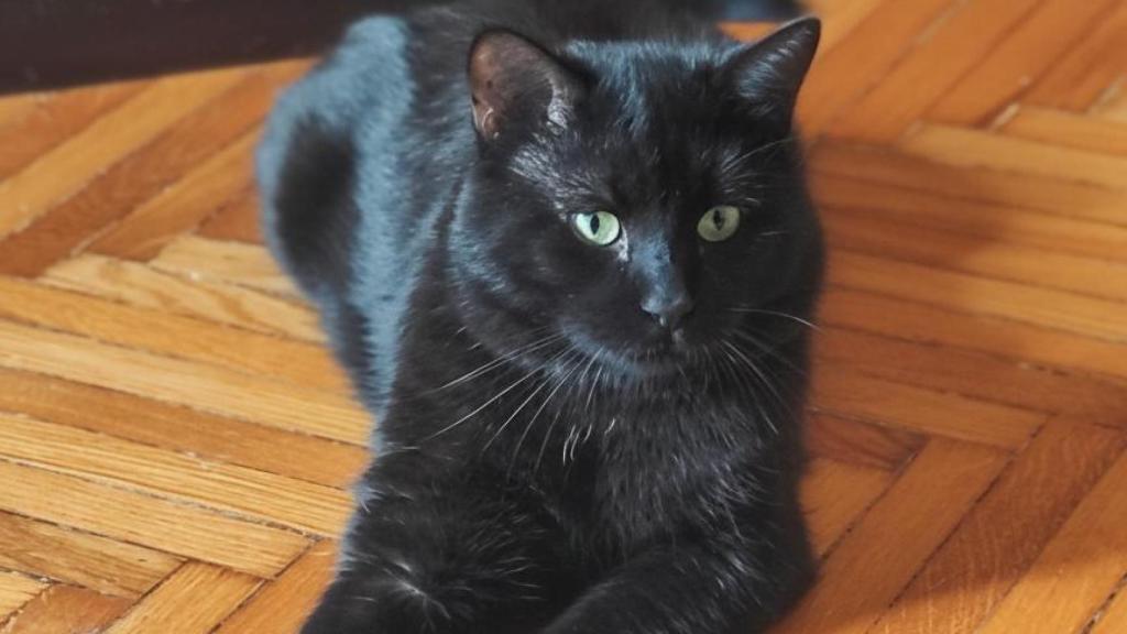 Un gato negro.