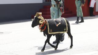 Baraka durante su participación del Día de las FUerzas Armadas 2024, en Oviedo (Asturias)s
