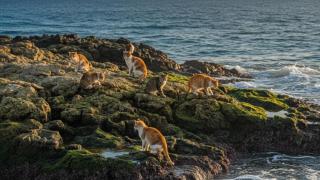Unos gatos en una roca cerca del mar.