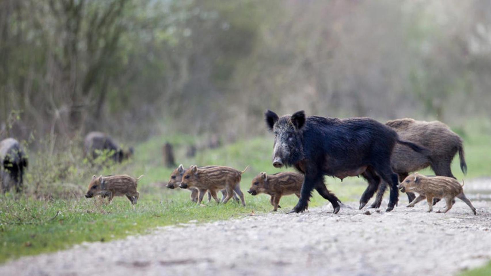 Jabalíes cruzando un camino en una zona rural.