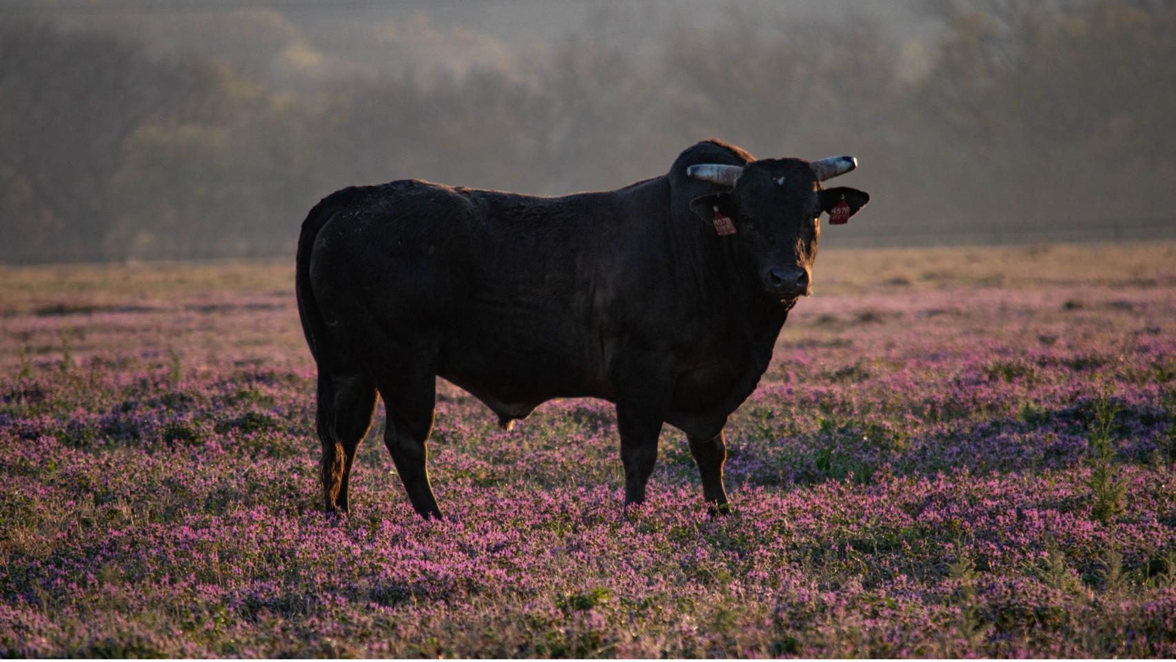 Buscan a un toro perdido en Romancos (Guadalajara)