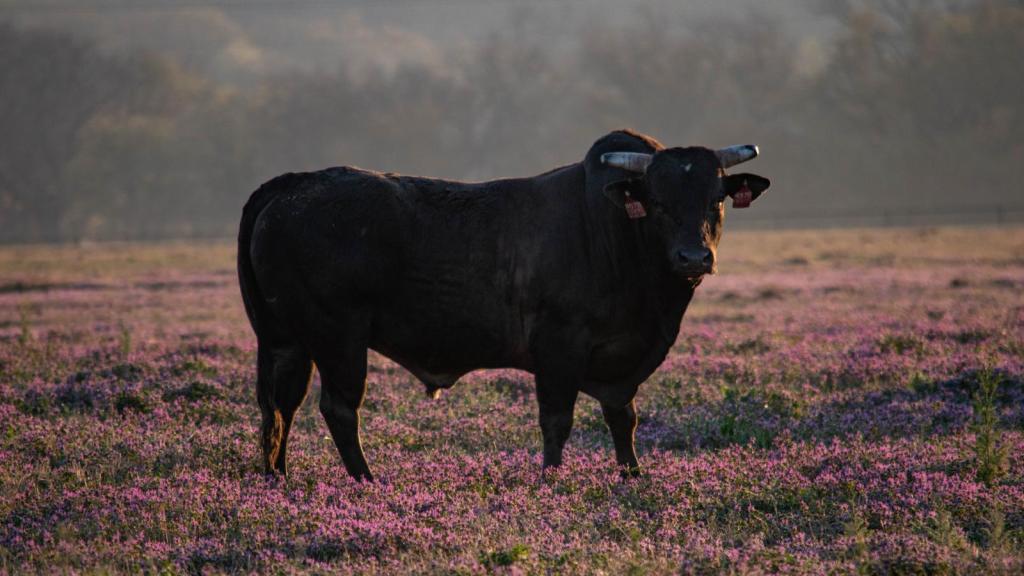 Buscan a un toro perdido en Romancos (Guadalajara)