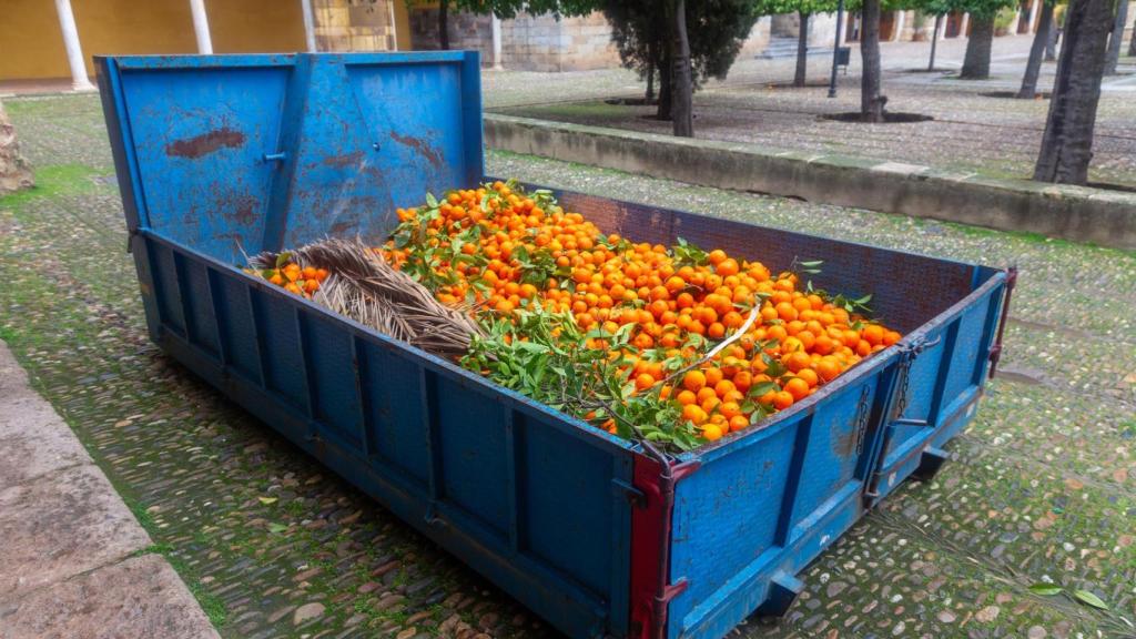 Imagen de archivo de naranjas desperdiciadas.