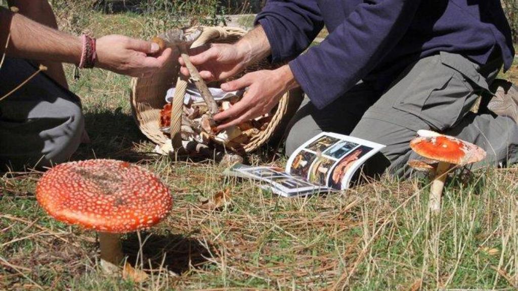 La recolección de setas es una de las actividades preferidas de los sevillanos durante otoño.