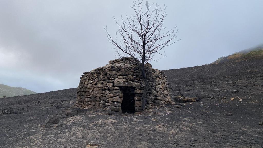 Uno de los terrenos completamente calcinado