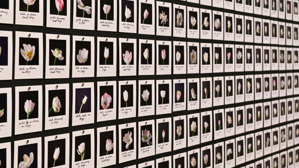 Miríada, Tulipanes (2018), obra de Anna Ridler.