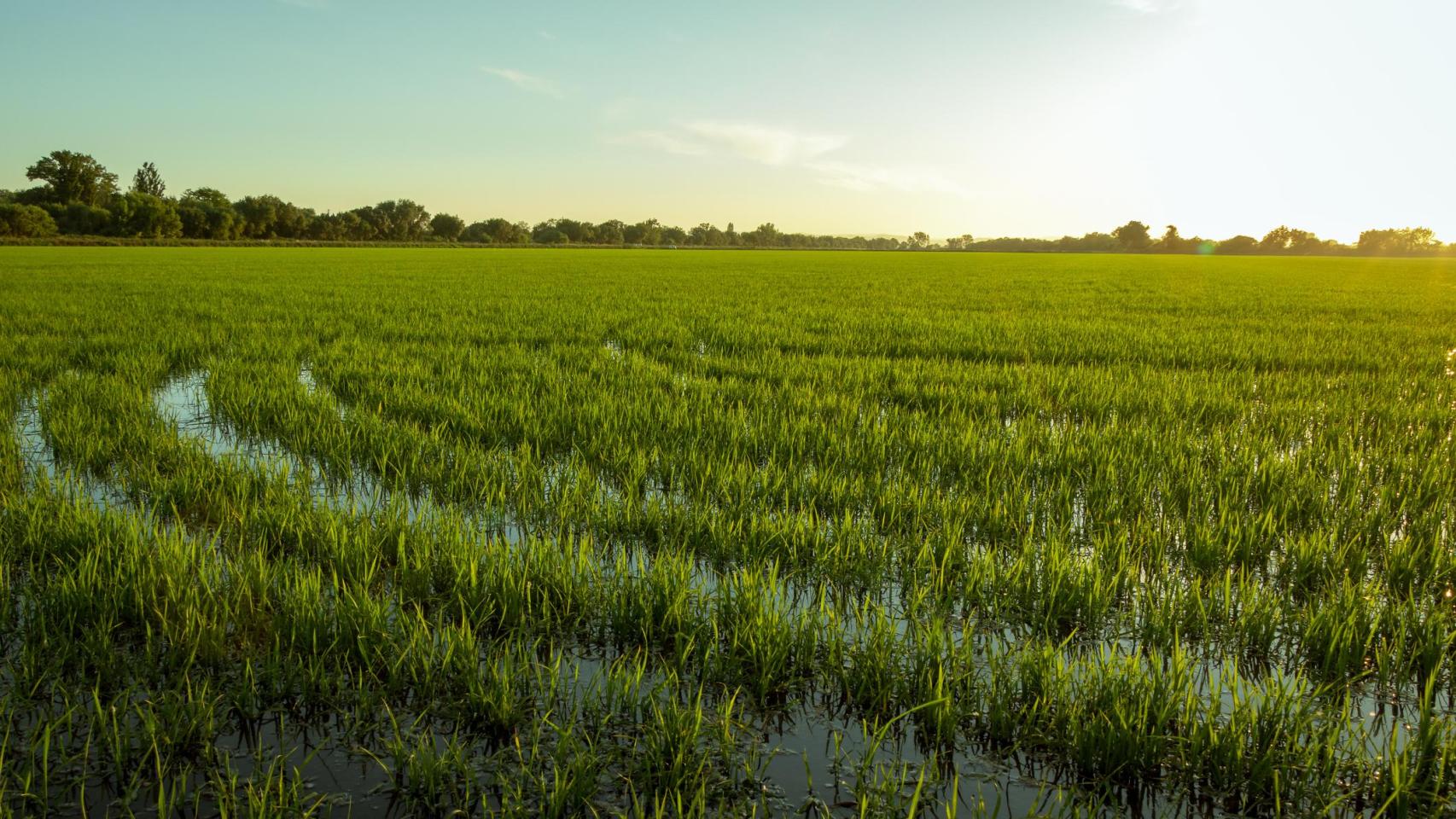 Arrozales de un pueblo en Benavente.