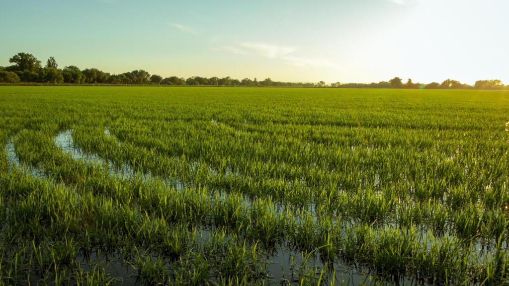 Arrozales de un pueblo en Benavente.