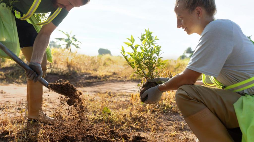 El árbol cítrico ideal para plantar en otoño en California y el producto clave que encuentras en Walmart Estados Unidos y te puede ayudar