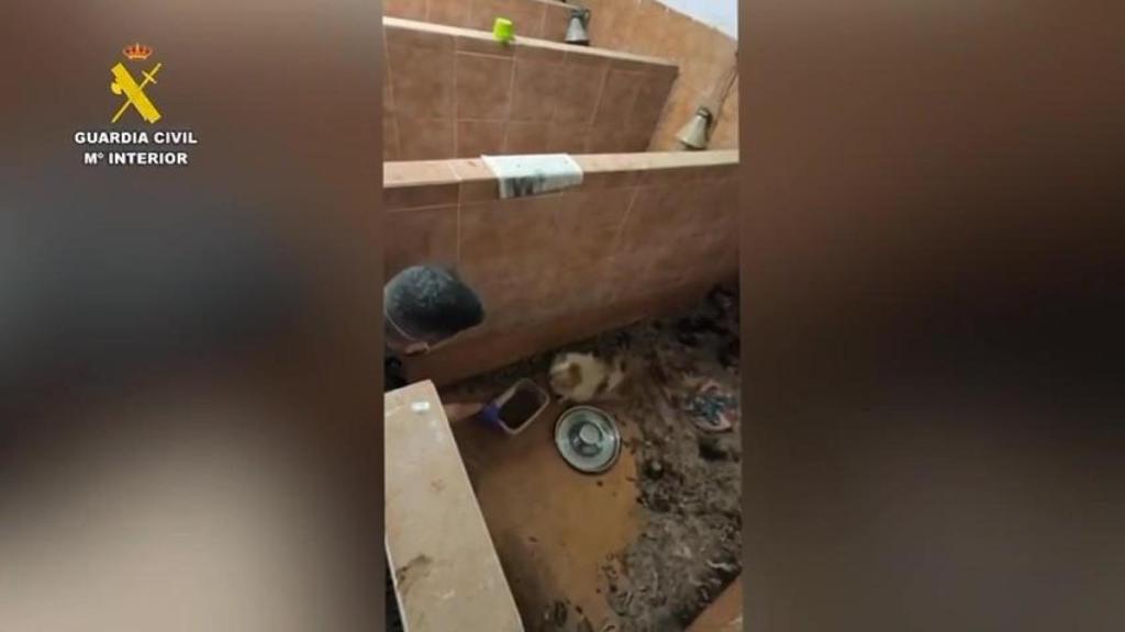 Criadero clandestino en A Coruña.