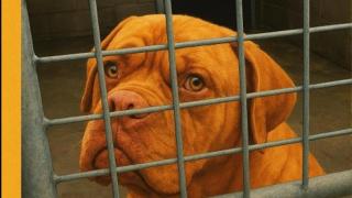 Detalle del cartel de protesta contra el sacrificio de tres perros del refugio de Bando.