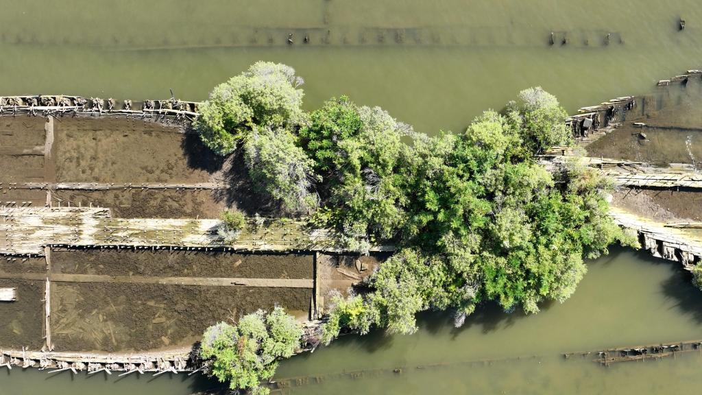 Un nuevo ecosistema con influencia humana en el mar Báltico.