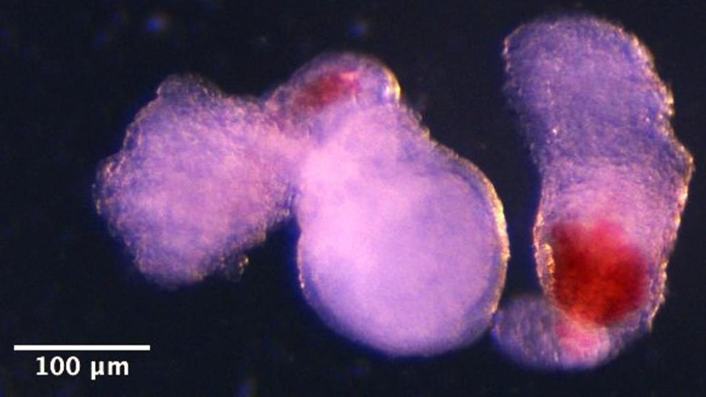 El equipo observó la aparición de estructuras tridimensionales similares a embriones bajo un microscopio en el laboratorio.