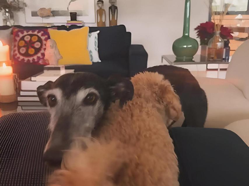 Los perros de Susanna Griso en su salón.