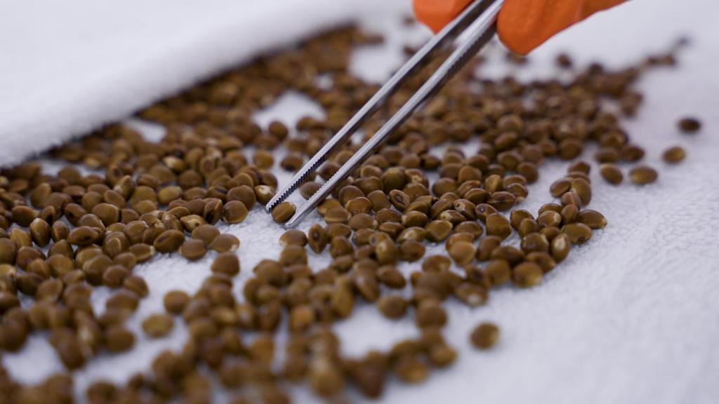 Las semillas de Agróptimum vienen de Estados Unidos.