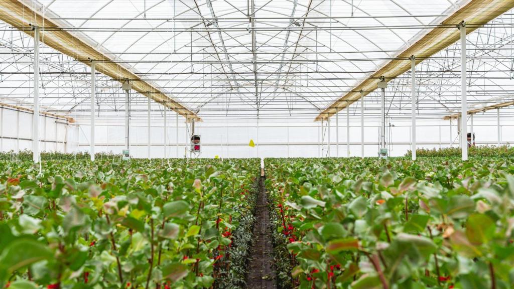 Los arcos del vivero permiten la circulación del aire, además de contar con pantallas de sombreo.