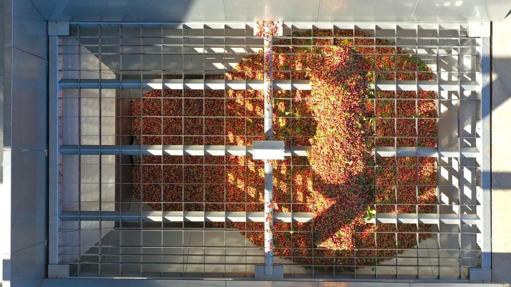 Los pistachos de Agróptimum cuentan con la particularidad de atravesar un proceso de presecado.