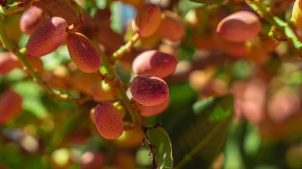 El fruto del pistacho de los cultivos de Agróptimum.