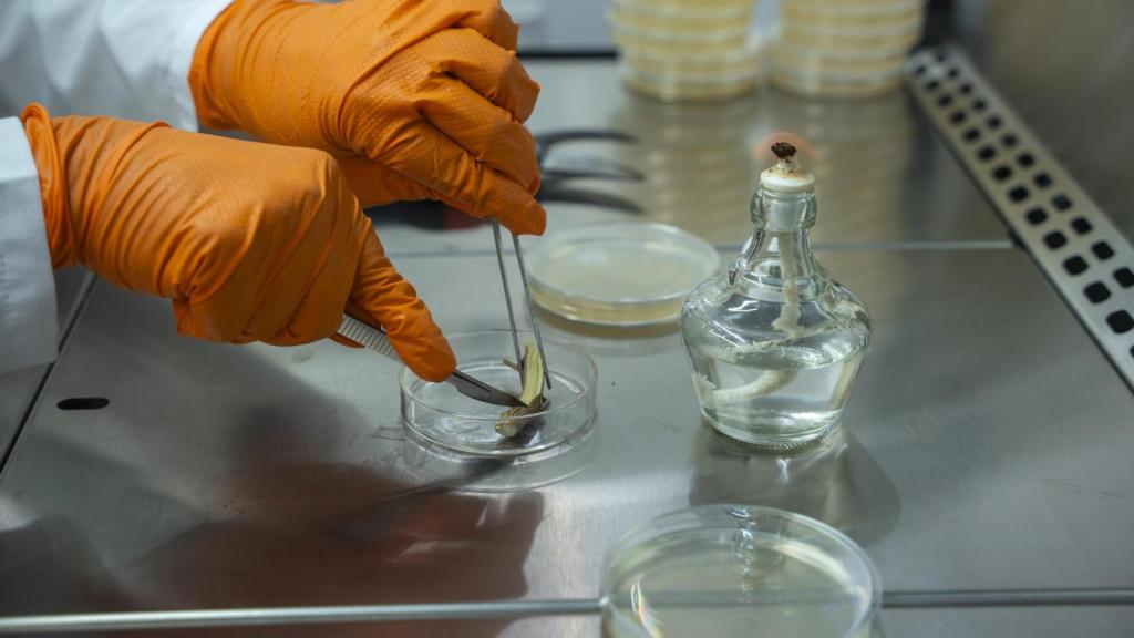 Desde Agróptimum trabajan con injertos hechos con la precisión de un cirujano.