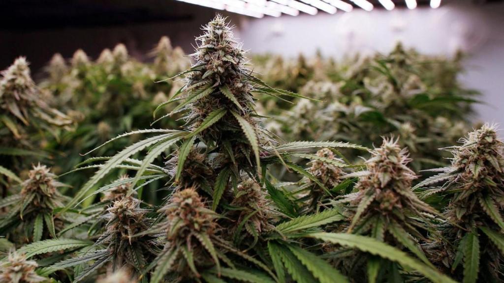 Una imagen de una planta de marihuana.