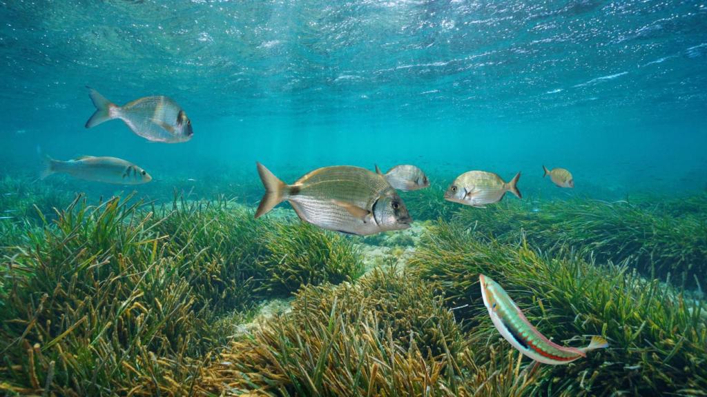 Peces en el mar Mediterráneo.