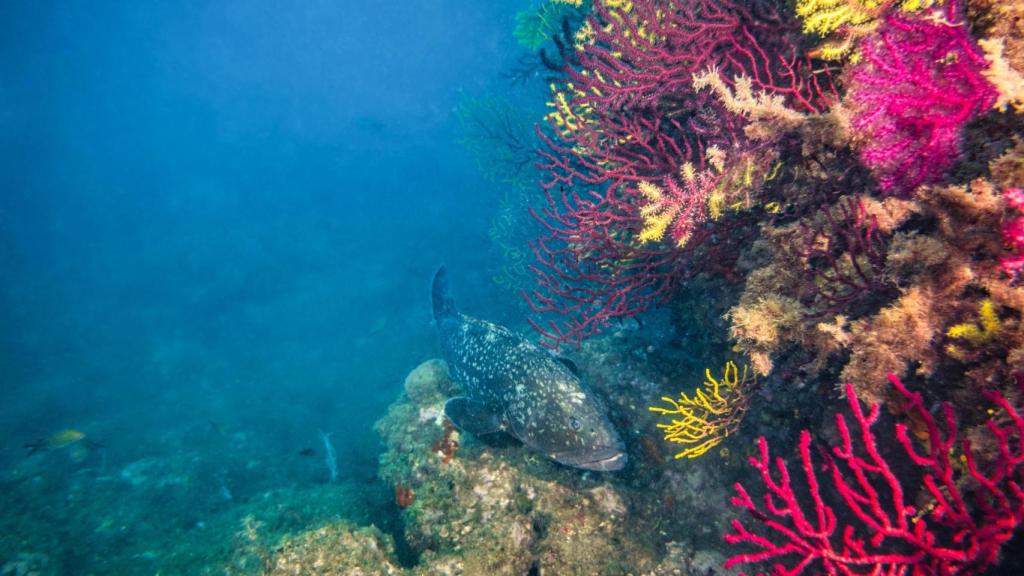 Arrecife de coral en las Illes Medes.