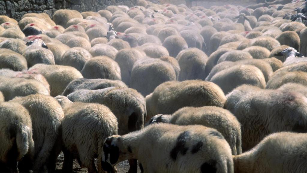Rebaño de ovejas.