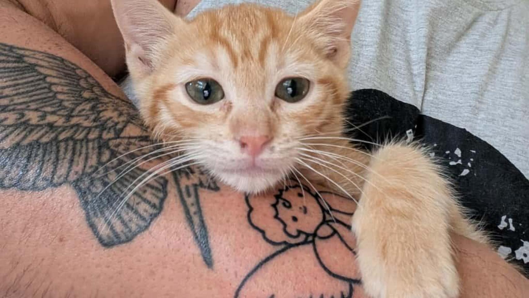 Un gato encima de su tutor.