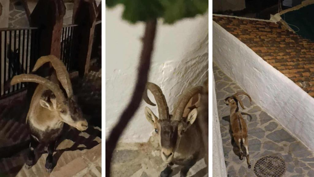 Duke es el que lleva la voz cantante.