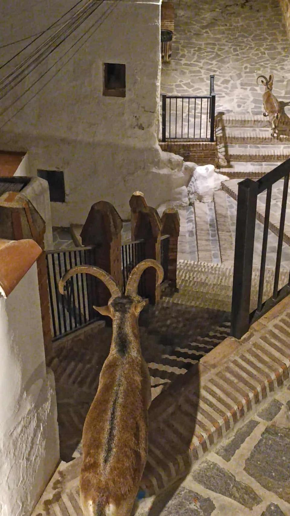 Una imagen de dos de los animales.