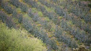 Repoblación de eucalipto en O Cádavo, A Fonsagrada a 22 de abril de 2021, en Lugo, Galicia (España)