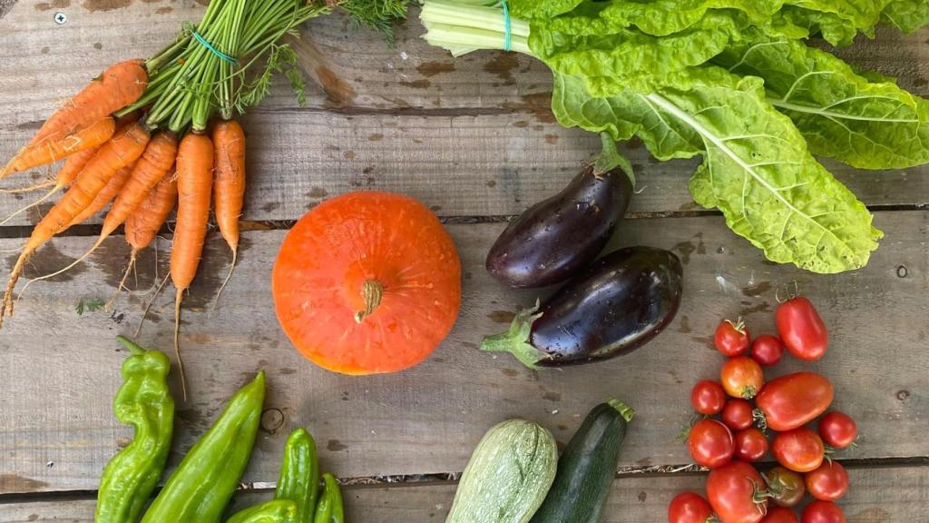 Algunas de las verduras que producen en la huerta de Tierra Campesina.