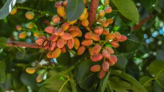 La empresa conquense Agróptimum cuenta con más de 226 hectáreas de plantaciones propias.