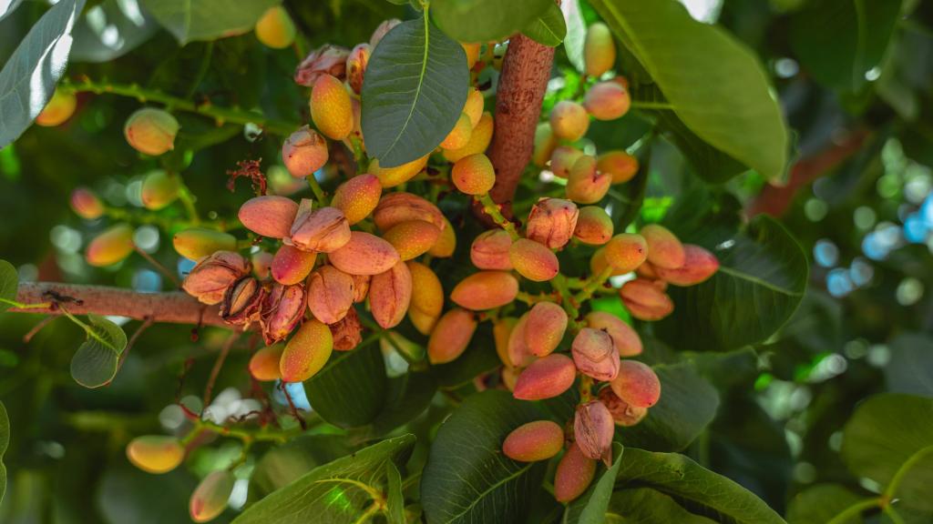 La empresa conquense Agróptimum cuenta con más de 226 hectáreas de plantaciones propias.