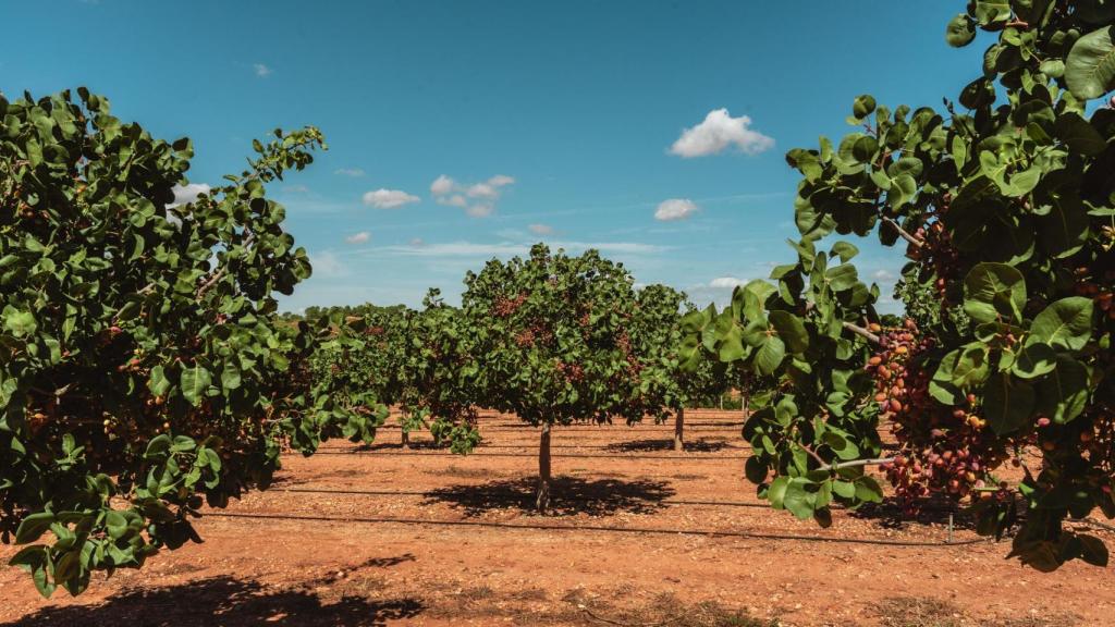 Los campos de cultivo de Agróptimum en Villanueva de la Jara, Cuenca.