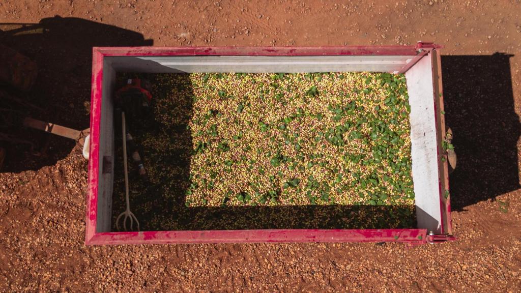 Agróptimum ha recogido este septiembre su segunda cosecha de pistachos.