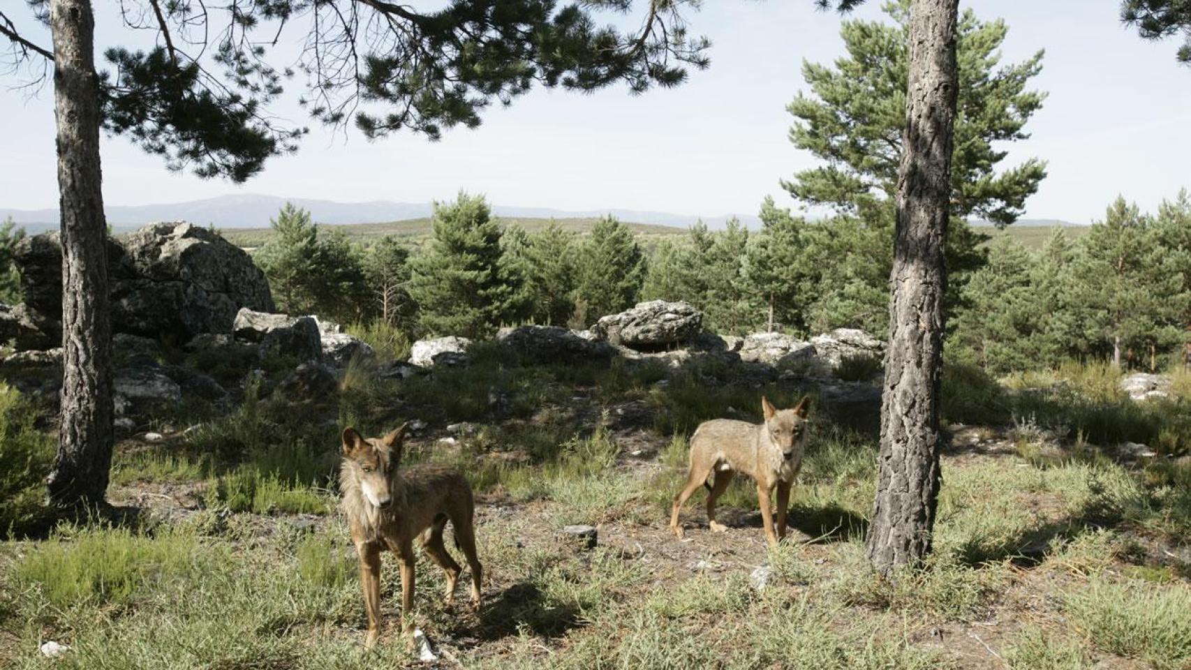 Lobos en el Centro del Lobo Ibérico.
