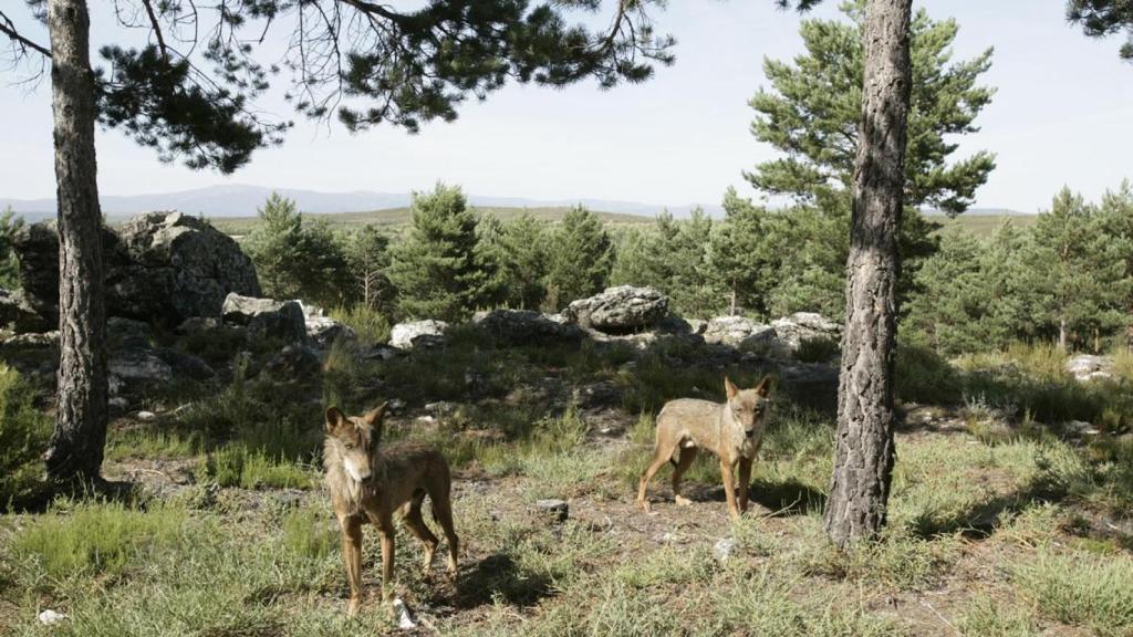 Lobos en el Centro del Lobo Ibérico.