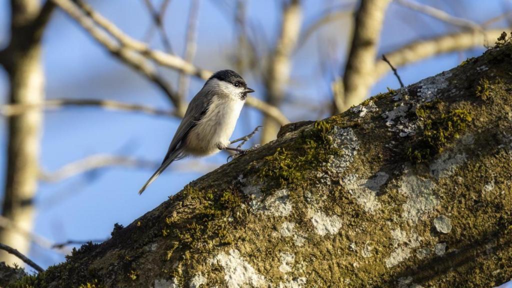 Un carbonero montano.