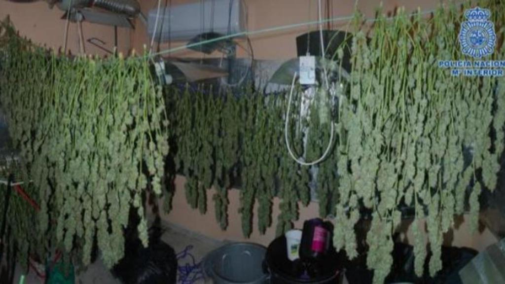 Imagen de la marihuana incautada a Rafael.